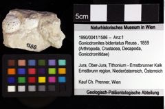 Foto (Objket + Etiketten) von Cracensigillatus sp. 